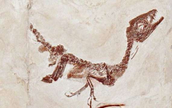 <p>cirobabydinosauro</p>